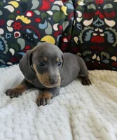 Doug, a male Miniature Dachshund for sale in Winnsboro, TX – Photo 1 of 5