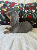 Doug, a male Miniature Dachshund for sale in Winnsboro, TX – Photo 5 of 5