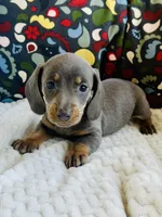 Doug, a male Miniature Dachshund for sale in Winnsboro, TX – Photo 2 of 5