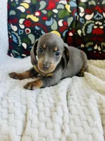 Doug, a male Miniature Dachshund for sale in Winnsboro, TX – Photo 3 of 5