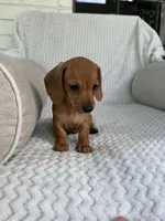 Reese, a female Miniature Dachshund for sale in Winnsboro, TX – Photo 5 of 6