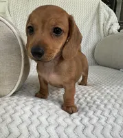 Reese, a female Miniature Dachshund for sale in Winnsboro, TX – Photo 4 of 6