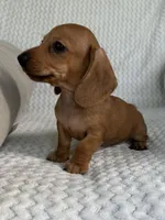Reese, a female Miniature Dachshund for sale in Winnsboro, TX – Photo 1 of 6