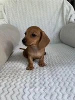 Reese, a female Miniature Dachshund for sale in Winnsboro, TX – Photo 6 of 6