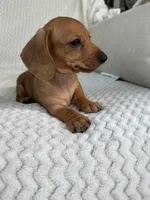 Reese, a female Miniature Dachshund for sale in Winnsboro, TX – Photo 2 of 6