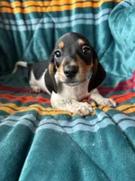 Ronnie, a male Miniature Dachshund for sale in Winnsboro, TX – 2 of 2