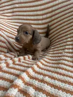 Bubba, a male Miniature Dachshund for sale in Winnsboro, TX – Photo 3 of 5