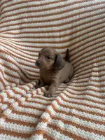 Bubba, a male Miniature Dachshund for sale in Winnsboro, TX – Photo 2 of 5