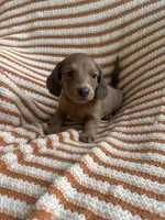 Bubba, a male Miniature Dachshund for sale in Winnsboro, TX – Photo 4 of 5