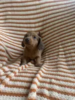 Bubba, a male Miniature Dachshund for sale in Winnsboro, TX – Photo 1 of 5