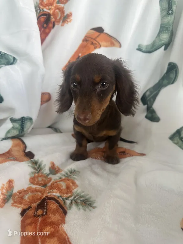 Darby – Miniature Dachshund puppy for sale in Winnsboro, TX
