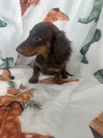 Darby, a female Miniature Dachshund for sale in Winnsboro, TX – Photo 3 of 3