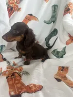 Darby, a female Miniature Dachshund for sale in Winnsboro, TX – Photo 2 of 3