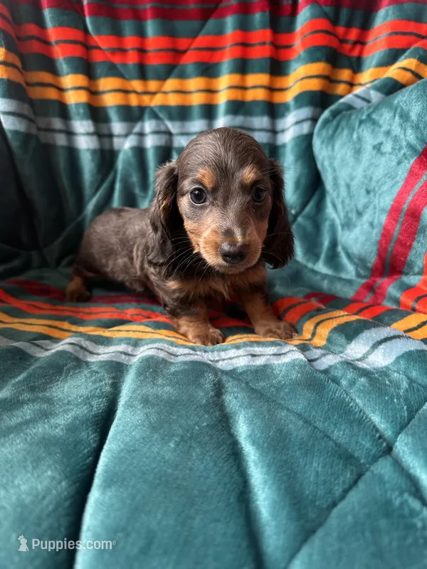 Lucy – Miniature Dachshund puppy for sale in Winnsboro, TX