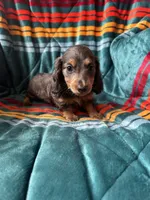 Lucy, a female Miniature Dachshund for sale in Winnsboro, TX – 1 of 3