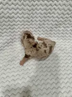 Dax, a male Miniature Dachshund for sale in Winnsboro, TX – Photo 2 of 2