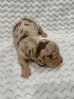 Dax, a male Miniature Dachshund for sale in Winnsboro, TX – Photo 1 of 2