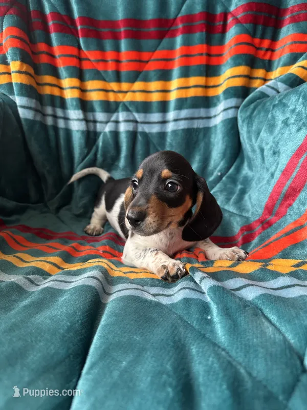 Ronnie – Miniature Dachshund puppy for sale in Winnsboro, TX