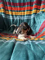Ronnie, a male Miniature Dachshund for sale in Winnsboro, TX – 1 of 2