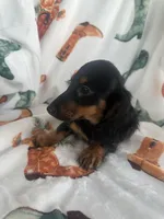 Gracie, a female Miniature Dachshund for sale in Winnsboro, TX – Photo 4 of 6