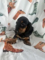 Gracie, a female Miniature Dachshund for sale in Winnsboro, TX – Photo 3 of 6