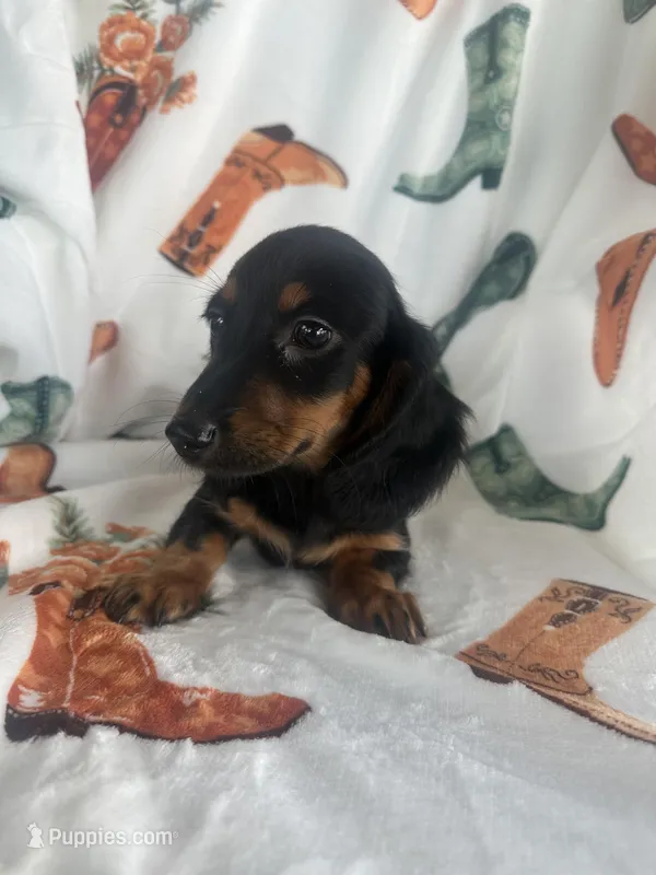 Gracie, a female Miniature Dachshund for sale in Winnsboro, TX – Photo 1 of 6