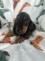 Gracie, a female Miniature Dachshund for sale in Winnsboro, TX – Photo 5 of 6