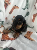 Gracie, a female Miniature Dachshund for sale in Winnsboro, TX – Photo 2 of 6