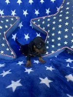 Willie, a male Miniature Dachshund for sale in Winnsboro, TX – Photo 4 of 5