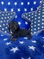 Willie, a male Miniature Dachshund for sale in Winnsboro, TX – Photo 1 of 5
