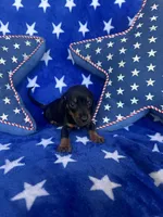 Willie, a male Miniature Dachshund for sale in Winnsboro, TX – Photo 3 of 5