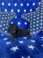 Willie, a male Miniature Dachshund for sale in Winnsboro, TX – Photo 2 of 5
