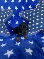 Willie, a male Miniature Dachshund for sale in Winnsboro, TX – Photo 5 of 5