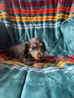 Lucy, a female Miniature Dachshund for sale in Winnsboro, TX – 2 of 3