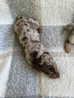 Darla, a female Miniature Dachshund for sale in Winnsboro, TX – Photo 3 of 7