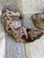 Darla, a female Miniature Dachshund for sale in Winnsboro, TX – Photo 2 of 7