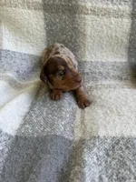 Darla, a female Miniature Dachshund for sale in Winnsboro, TX – Photo 4 of 7