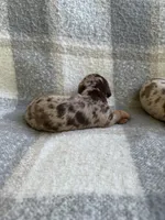 Darla, a female Miniature Dachshund for sale in Winnsboro, TX – Photo 7 of 7