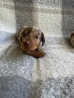 Darla, a female Miniature Dachshund for sale in Winnsboro, TX – Photo 1 of 7