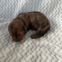 Denise, a female Miniature Dachshund for sale in Winnsboro, TX – Photo 1 of 2