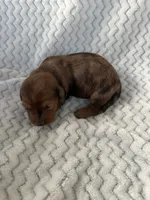 Denise, a female Miniature Dachshund for sale in Winnsboro, TX – Photo 1 of 2