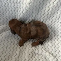 Denise, a female Miniature Dachshund for sale in Winnsboro, TX – Photo 2 of 2