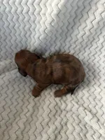 Denise, a female Miniature Dachshund for sale in Winnsboro, TX – Photo 2 of 2