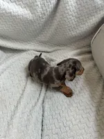 Bluey, a female Miniature Dachshund for sale in Winnsboro, TX – Photo 2 of 4