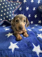 Bluey, a female Miniature Dachshund for sale in Winnsboro, TX – Photo 3 of 4