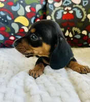 Darla, a female Miniature Dachshund for sale in Winnsboro, TX – Photo 3 of 3