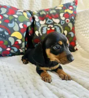 Darla, a female Miniature Dachshund for sale in Winnsboro, TX – Photo 2 of 3