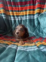 Lucy, a female Miniature Dachshund for sale in Winnsboro, TX – 3 of 3