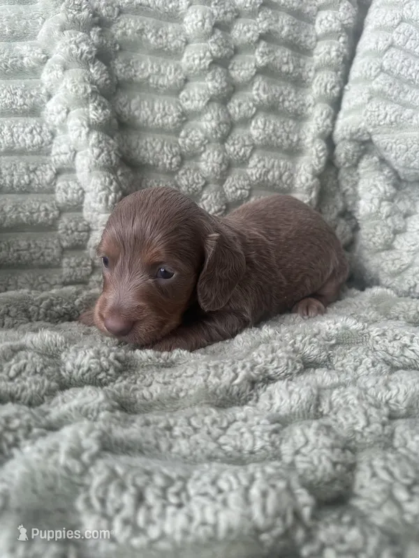 Luke – Miniature Dachshund puppy for sale in Winnsboro, TX