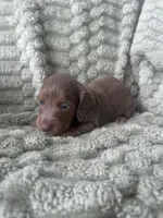 Luke, a male Miniature Dachshund for sale in Winnsboro, TX – 1 of 2
